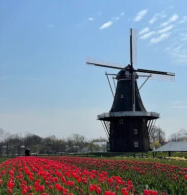 De Zwaan